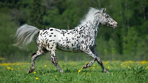 Horses video,new colors horses , black and white, brown and white look beautiful