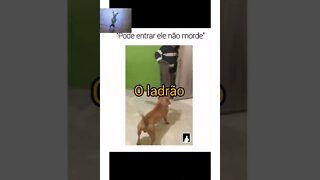 vídeos engraçados-VIDEOS ENGRAÇADO- vídeos para morrer de rir