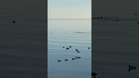 Endless Buffleheads. #outerbanks #outdoors #waterfowlhunting #shorts #short @RDReynoldsOutdoors