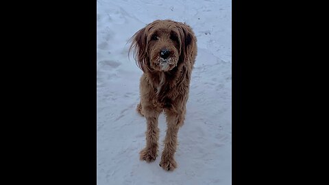 Leo turning into a ‘Camel Doodle’ with his water slurping antics