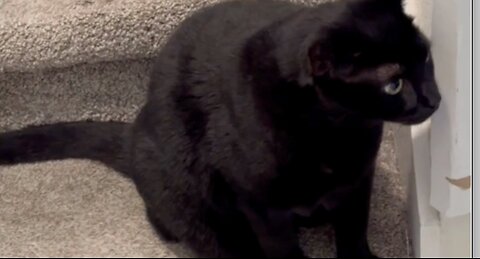 Adopting a Cat from a Shelter Vlog - Cute Precious Piper is in Her Stealth Mode #shorts