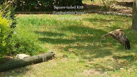 Square tailed Kite in Mallacoota after the fires