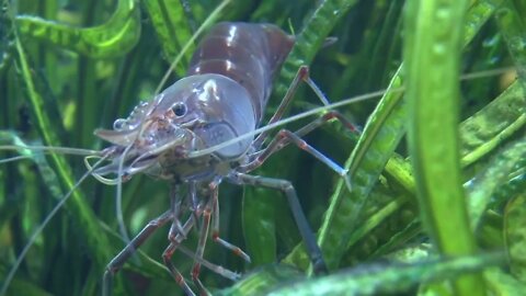 Lobster Underwater