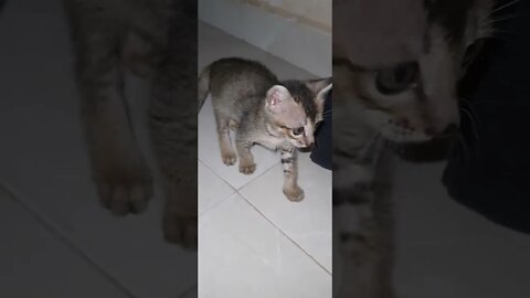 kitten play, play, Kitten, My cute pat, pat #suggested #viral