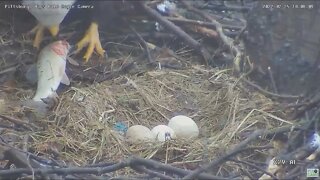 Hays Eagles Dad brings a live fish to the nest for Mom 22522 10:07am