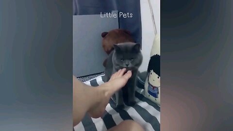 Funny cat moments😹😹