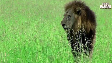 Lions On Honeymoon? | Archive Mapogo Coalition Footage