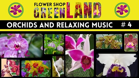 COCKTAIL HOUR MUSIC | 100 ORCHIDS TO THE SOUND OF RELAXING MUSIC | FLOWERSHOP GREENLAND | # 4