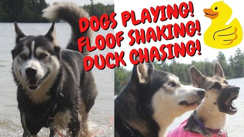 Shepsky and Blue Eyed Husky Playing Games At The Beach | Funny Father and Daughter Playdate