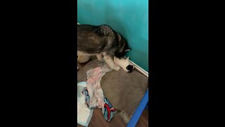 Husky mama clean the Akita puppies