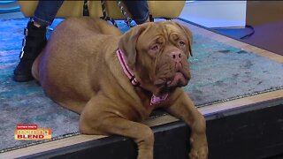 Florida Giant Dog Rescue | Morning Blend