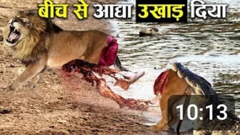 इससे ज्यादा घातक शिकारी कोई नहीं 10 most angry animals! Lion! Eal! Crocodile ! Animal mess