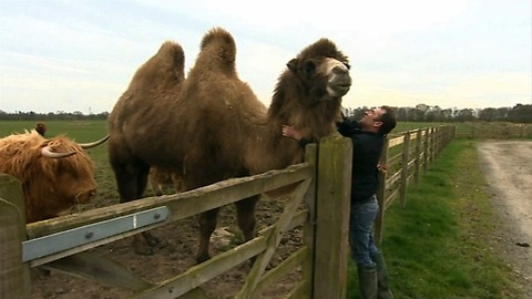 Jeffrey The Beer Drinking Camel