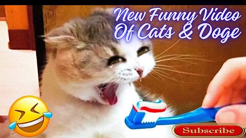 New Funny Video Of Cat And Dogs