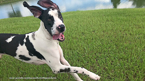 Goofy Harlequin Great Dane Loves To Run