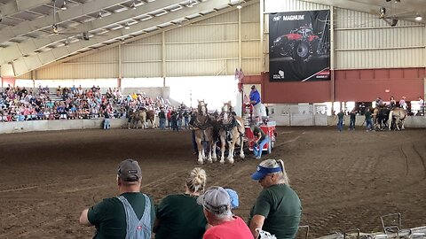 Draft horses lightweight class