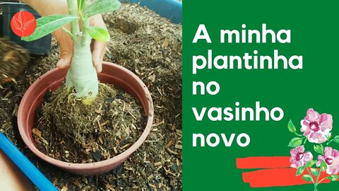 Como Transplantar a Rosa do Deserto Pequena de um Vaso para Outro