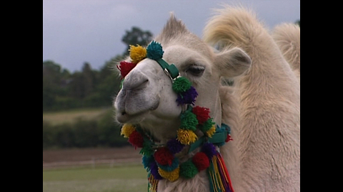 Camel Racing