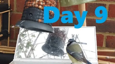 Blue Tit Nesting Day 9 Highlights