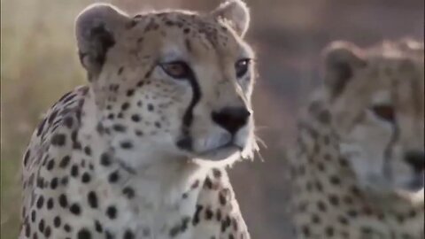 🔥🔥EPIC SPEED!!!🔥🔥 CHEETAH FASTEST RUNNING ANIMAL IN THE WORLD!!🔥🔥 !!!MUST WATCH!!!