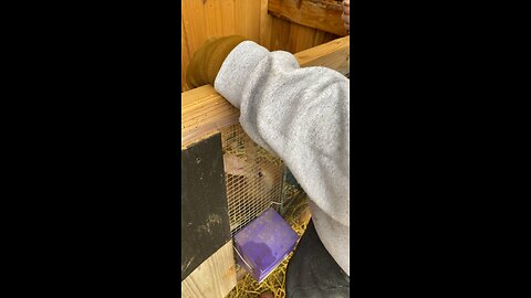 Breeding Rabbits for Food Part 2