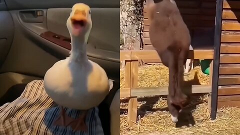 Duck has heartwarming reaction to donkey for the first time.🤨🤔