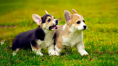 Beautiful corgi dog