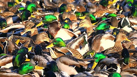 Sea of Arctic Mallard Ducks on a Sunny Day