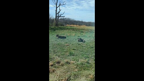 Calfs and cows enjoying lounging in the field on a lazy morning.