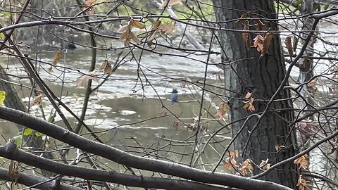 White Belted Kingfisher over looking The Humber River