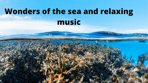 Wonders of the sea and relaxing music