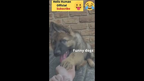 Funny animal videos