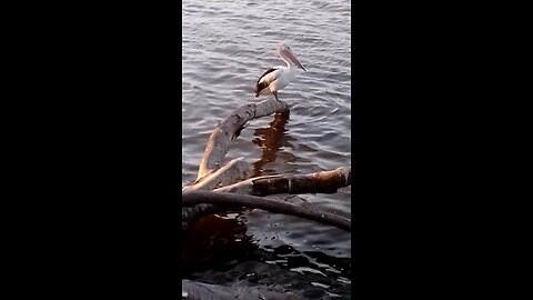 An Elegant Pelican 💙🩶🌊 ASMR🌊🩵🩶💙