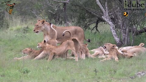 Daughters Of The Mapogo Lions - Rebuilding The Othawa Pride - 30: Posing In The Short Grass