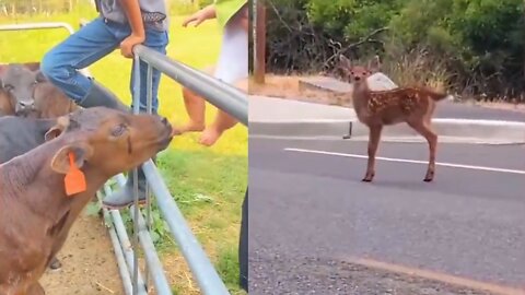 Deer Following Traffic Rules