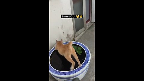 Smart Cat 😹😹