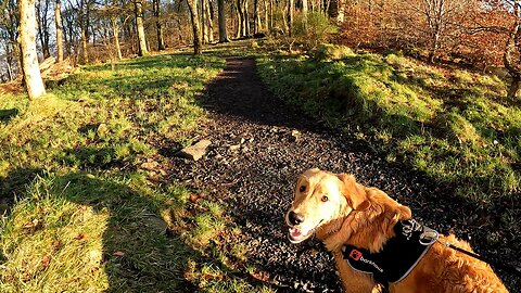 Bailey the Golden Retriever Explores the Cathkin Braes, Scotland