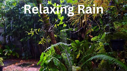 "Forest Rain: Relaxing Sounds for Stress Relief and Meditation" For Meditation.