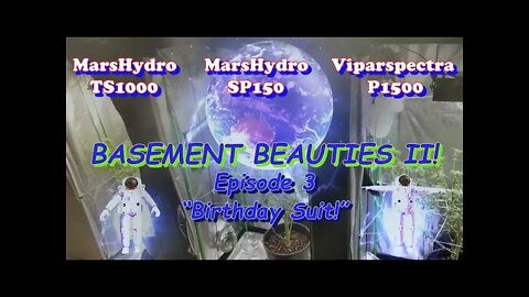 Basement Beauties 2 Side by Each! Ep.3 #MarsHydro #Viparspectra 👽 #NorthGenetics #Vivosun #420 🔨🔨