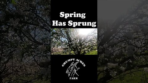 Spring has sprung #GrumpyAcresFarm #shorts #spring