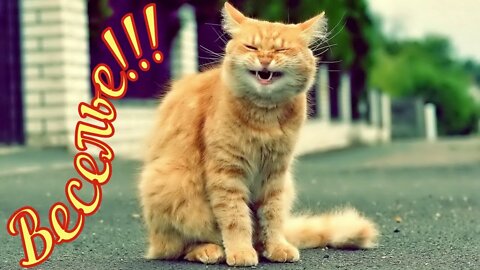 #shorts Смешные Коты Из Тик Тока 2 Funny Cats From TikTok