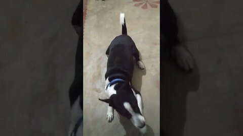 Bhalu sitting training | dog training video | #shorts #dogs #training