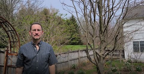 Pruning Persian Ironwood (Parrotia Persica)