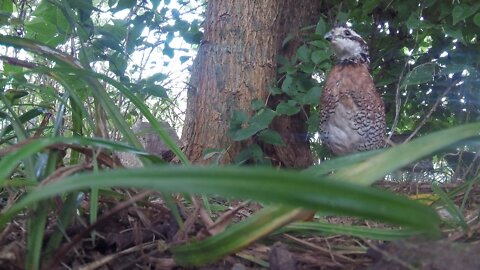 Bobwhite Quail Covey