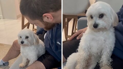 Owner Kissed Its Dog And Waited For Its Reaction