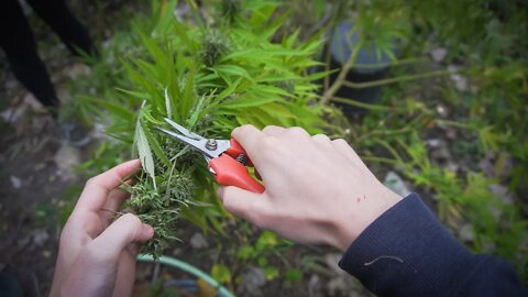 Harvest day.