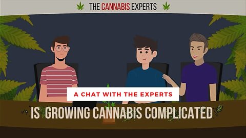 Is Growing CANNABIS Easy? | A Chat With The Experts!