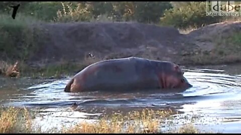 Funny Animals | DANCING HIPPO! | Wildlife In Africa