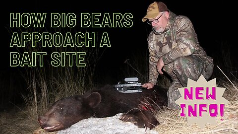 Surprising info on how big bears approach a bait site!