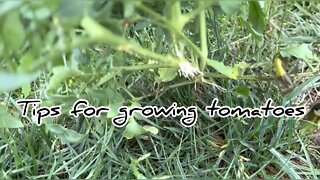 Can Tomatoes Grow on the Ground? #hedgehogshomestead #gardeningtips